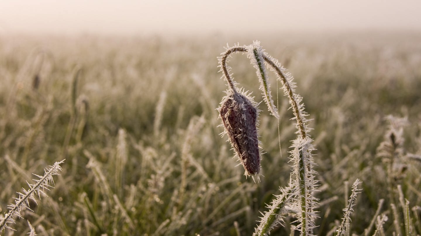 Manche Pflanzen blühen in milden Wintern zu früh und fallen dann dem Frost zum Opfer. (Foto: picture-alliance / Reportdienste, picture alliance / blickwinkel)