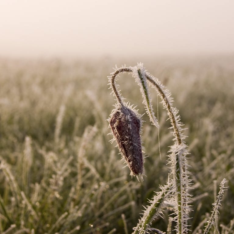 Manche Pflanzen blühen in milden Wintern zu früh und fallen dann dem Frost zum Opfer. (Foto: picture-alliance / Reportdienste, picture alliance / blickwinkel)