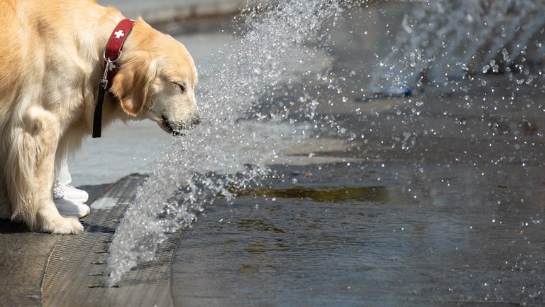 Ein Labrador trinkt an einem Brunnen (Foto: dpa Bildfunk, Picture Alliance)