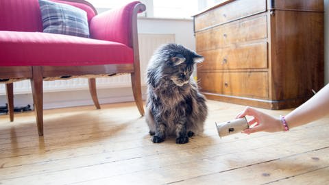 Geschenk für Katzen: Eine Katze sitzt auf dem Boden und betrachtet eine selbstgebastelte Snackrolle (Foto: picture-alliance / Reportdienste, Inga Kjer)