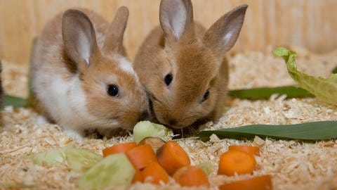 Zwei Kaninchen im Stall essen Salat und Möhren (Foto: picture-alliance / Reportdienste, Verena Scholze)