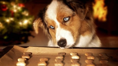 Selbstgemachte Hundekekse zu Weihnachten: Ein Hund sitzt vor einem Backblech mit Hundekeksen in Form von Knochen (Foto: picture-alliance / Reportdienste, Susanne Danegger)
