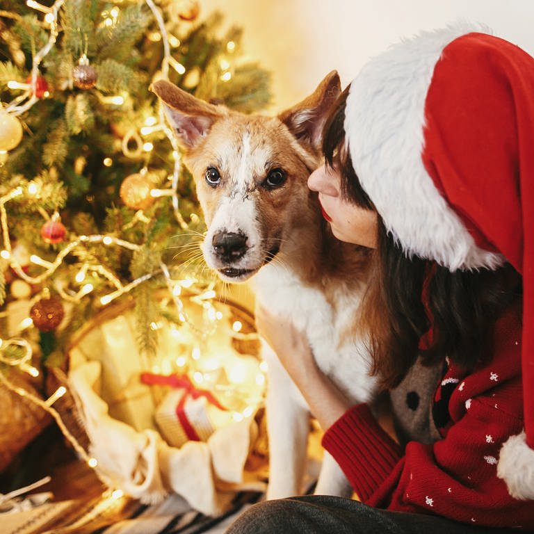 Weihnachtsgeschenke für Haustiere: Ein Hund mit seiner Besitzerin vor einem geschmückten Tannenbaum (Foto: Colourbox, Sonjachnyj)