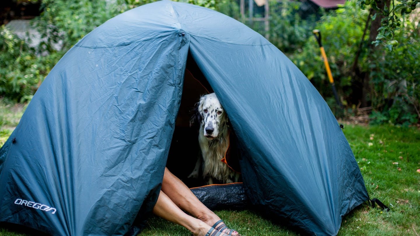 Ein Hund schaut aus einem Zelt, die Beine seiner Besitzerin schauen raus (Foto: picture-alliance / Reportdienste, Picture Alliance)