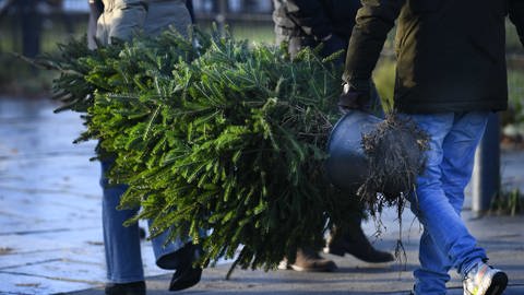 Weihnachtsbaum zum mieten: Jemand trägt eine Tanne mit einer Wurzel am Stamm über die Straße. Der Baum soll später wieder eingepflanzt werden (Foto: picture-alliance / Reportdienste, Piroschka van de Wouw)