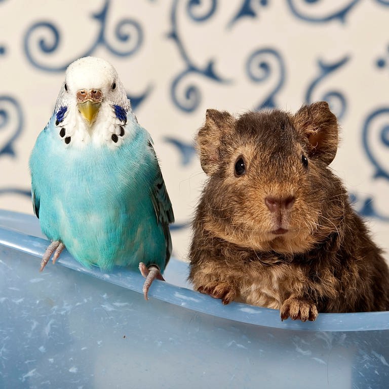 Blauer Wellensittich und US-Teddy-Meerschweinchen in einer Minibadewanne (Foto: picture-alliance / Reportdienste, picture alliance / imageBROKER | Doreen Zorn)