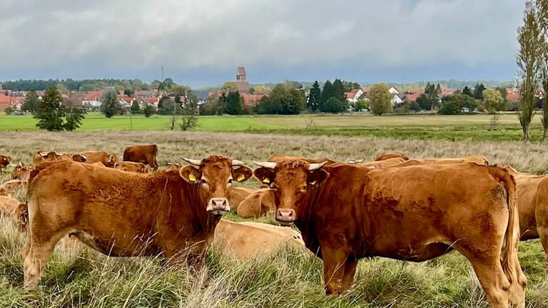 Kühe auf der Weide (Foto: Rudi Schmitt)