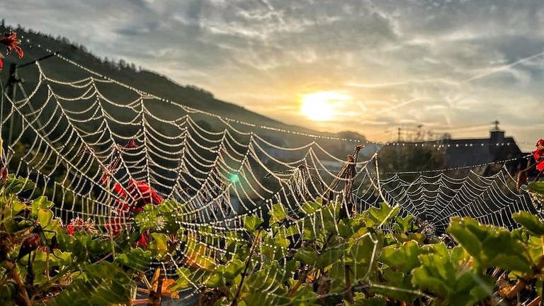 Spinnennetz mit Morgentau (Foto: Marco G.)