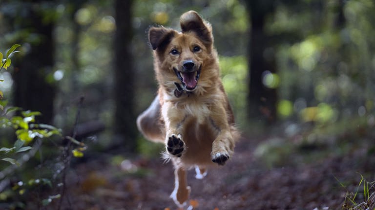 Schnappschuss von Hund Johnny bei einer Wanderung durch den Pfälzer Wald.  (Foto: Monika Molitor)