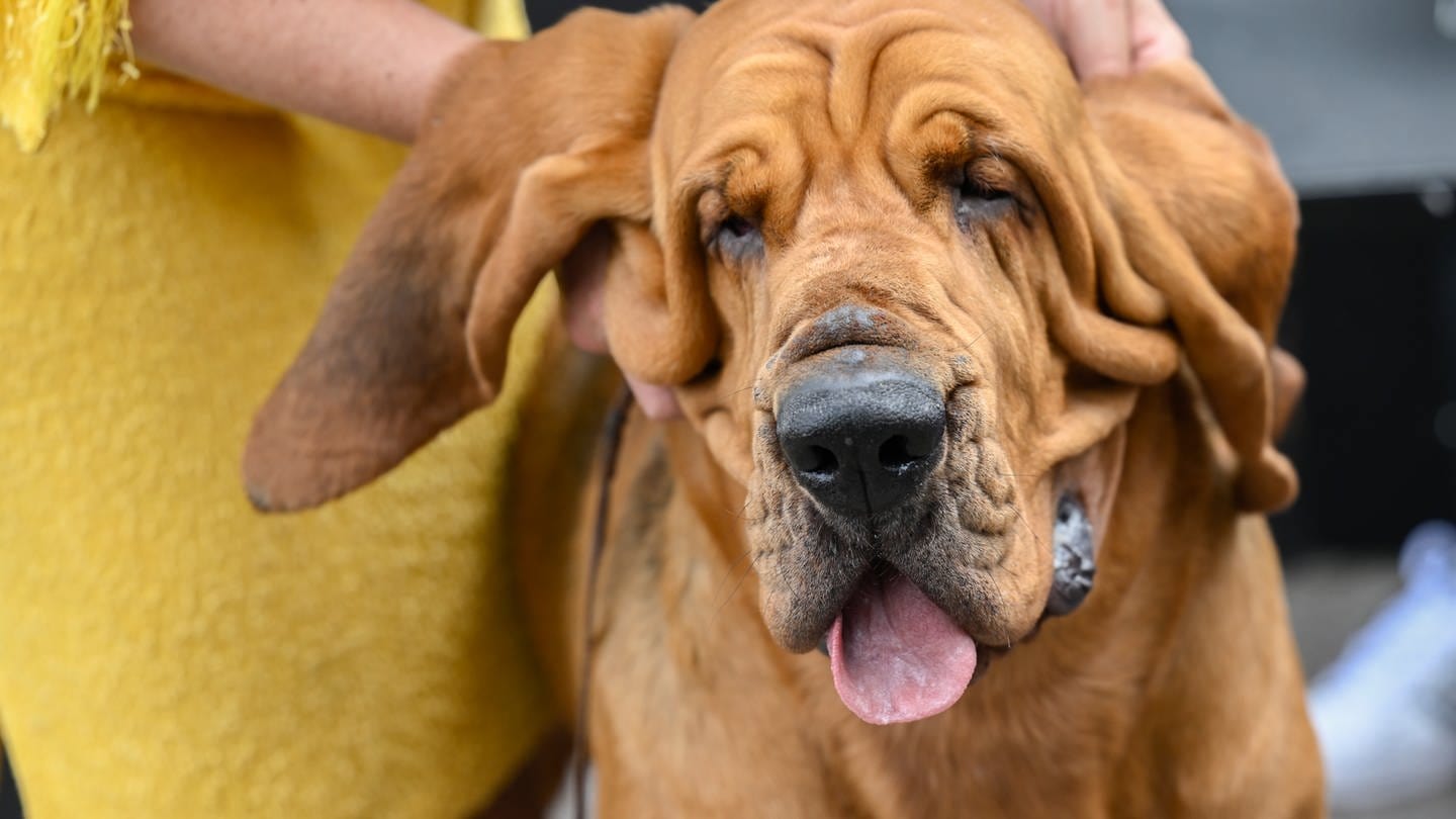 Ein Hund der Rasse Bloodhound. (Foto: dpa Bildfunk, picture alliance / Evan Agostini/Invision/AP | Evan Agostini)
