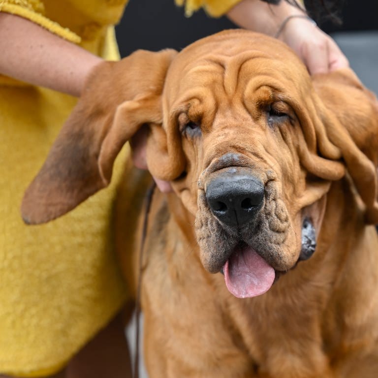 Ein Hund der Rasse Bloodhound. (Foto: dpa Bildfunk, picture alliance / Evan Agostini/Invision/AP | Evan Agostini)