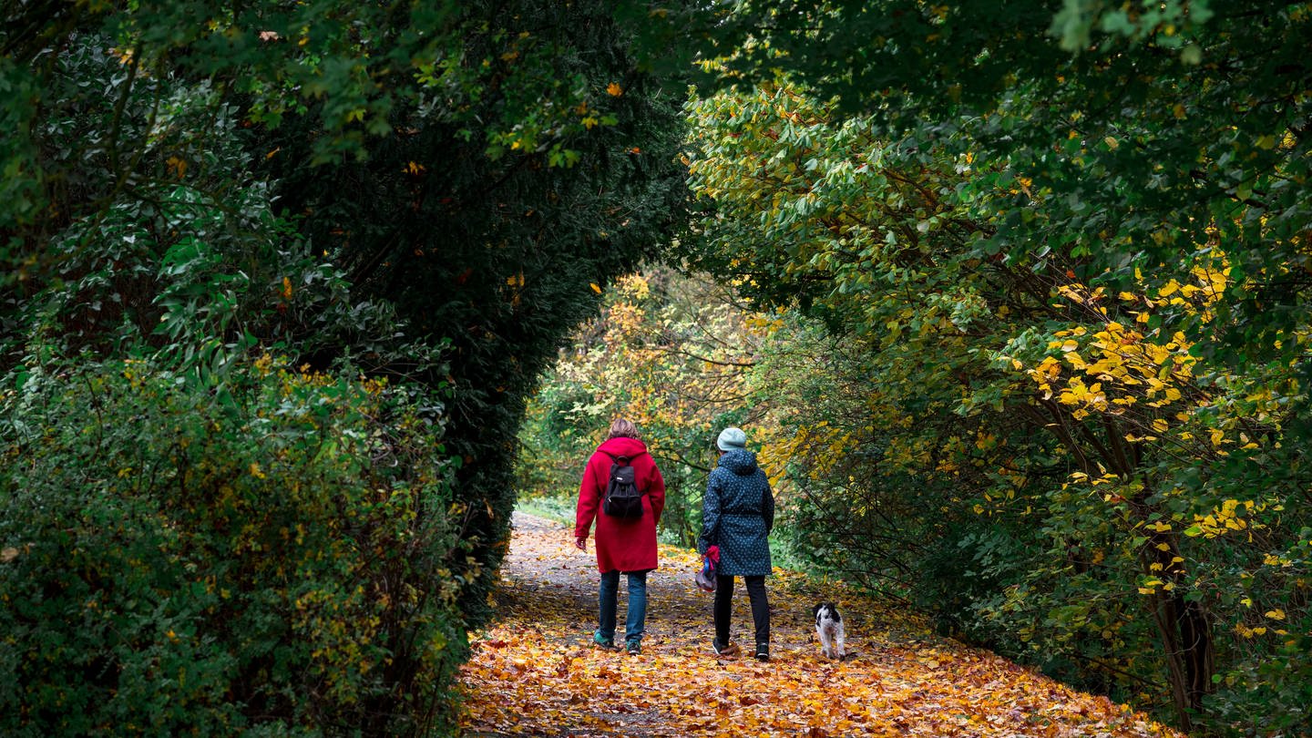 Zwei Personen gehen mit einem Hund durch den herbstlichen Hofgarten spazieren. (Foto: dpa Bildfunk, picture alliance/dpa | Daniel Vogl)