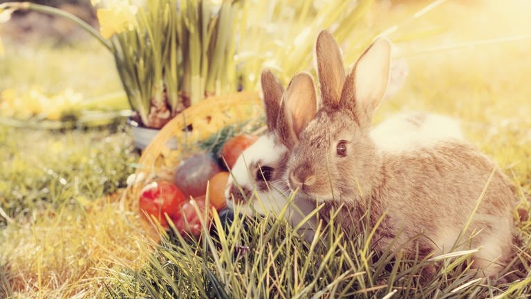 Alles rund um Ostern | Hase im Gras mit bunten Eiern (Foto: Colourbox)