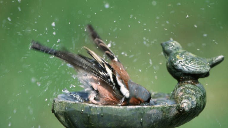 Ein Vogel badet in einer Tränke