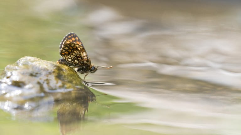 Ein Schmetterling sitzt auf einem Stein an einer Wasserstelle