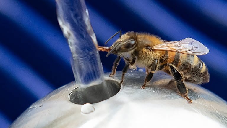 Eine Honigbiene trinkt an einem öffentlichen Trinkwasserspender.  (Foto: dpa Bildfunk, Picture Alliance)