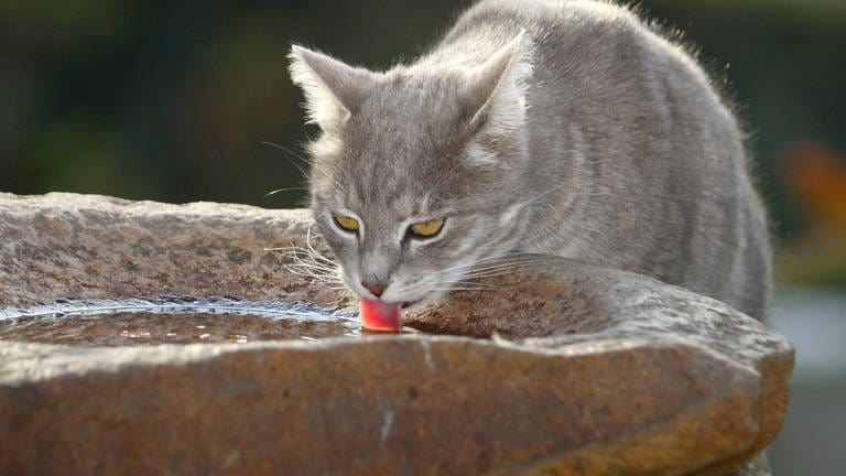 Eine Katze trinkt aus einer Vogeltränke