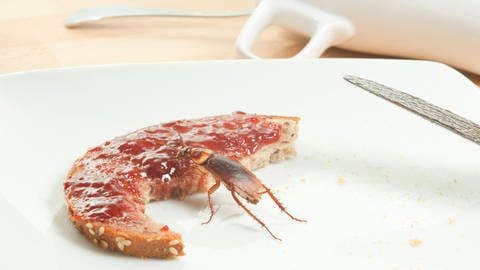 Eine Kakerlake isst von einem Marmeladenbrot, das auf einem Teller liegt (Foto: picture-alliance / Reportdienste, Picture Alliance)