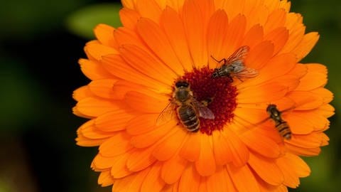 Bienen sitzen auf einer orangenen Ringelblume