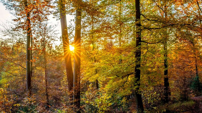 Herbstglühen im Pfälzer Wald (Foto: SWR, Elmer Geissler)