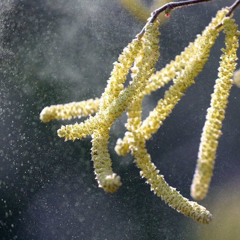 Pollen vom Hasel fliegen durch die Luft. Die Hasel ist eine der ersten Baumarten, die Allergiker Probleme bereiten.