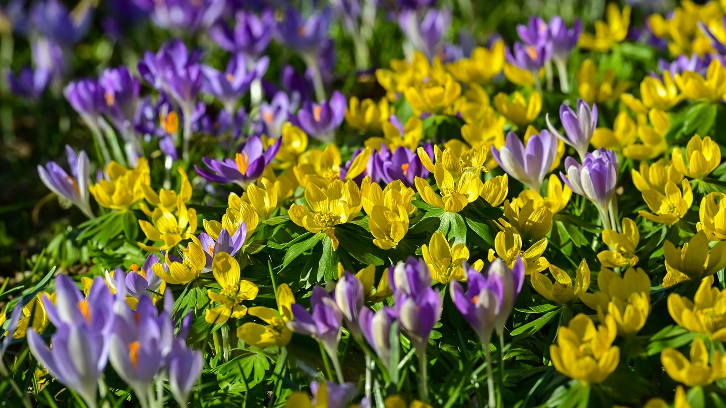 Zahlreiche lila Krokusse und gelbe Winterlinge blühen auf einer Wiese. (Foto: picture-alliance / Reportdienste, picture alliance/dpa/dpa-Zentralbild | Patrick Pleul)