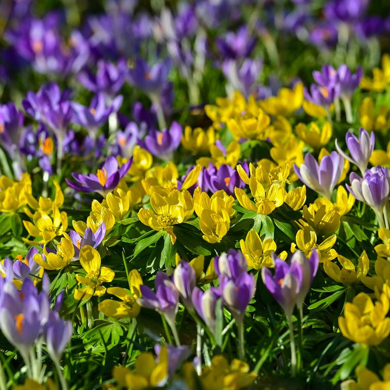 Zahlreiche lila Krokusse und gelbe Winterlinge blühen auf einer Wiese.