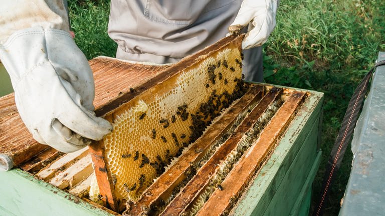 Ein Imker holt Honigzellen aus einem Bienenstock