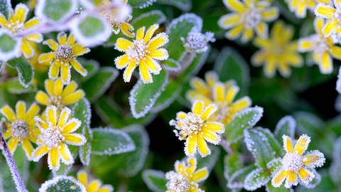 Husarenknopf-Blüten der Sorte Sanvitalia speciosa mit Raureif, Frost (Foto: picture-alliance / Reportdienste, picture alliance | CHROMORANGE / Christian Ohde)