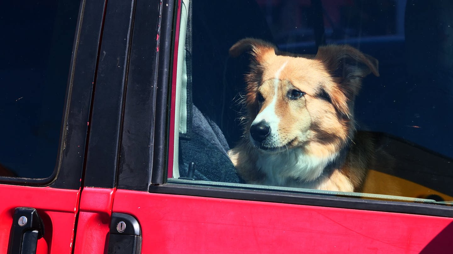 Ein Hund sitzt in einem Auto und blickt durch die Scheibe bei Altenkirchen auf Ruegen. (Foto: dpa Bildfunk, picture alliance / Wolfram Steinberg | Wolfram Steinberg)