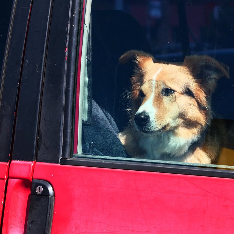 Ein Hund sitzt in einem Auto und blickt durch die Scheibe bei Altenkirchen auf Ruegen. (Foto: dpa Bildfunk, picture alliance / Wolfram Steinberg | Wolfram Steinberg)