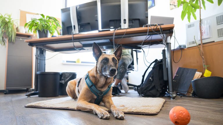 Ein Bürohund sitzt vor dem Schreibtisch (Foto: picture-alliance / Reportdienste, Oliver Dietze)