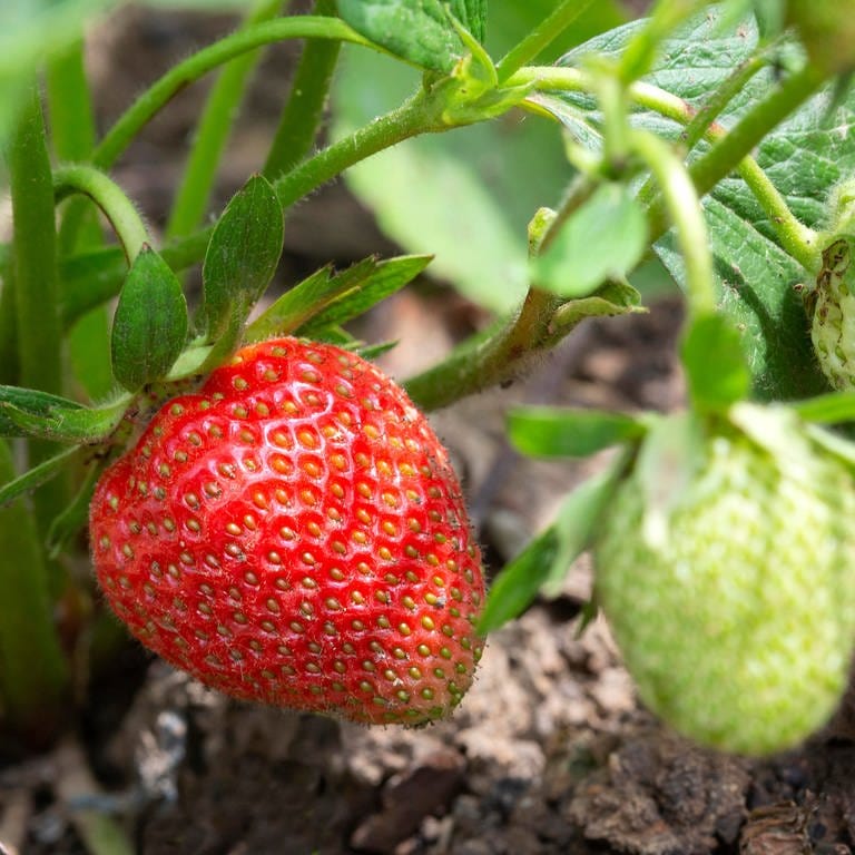 Erdbeeren reifen heran (Foto: picture-alliance / Reportdienste, dpa Bildfunk, picture alliance / CHROMORANGE | Ernst Weingartner)