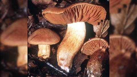 Giftige Pilze in unseren Wäldern:  Orangefuchsiger Raukopf