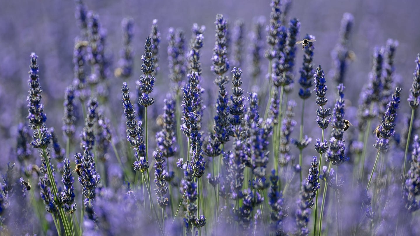 Lavendel (Foto: picture-alliance / Reportdienste, AA | Muhammed Abdullah Kurtar)