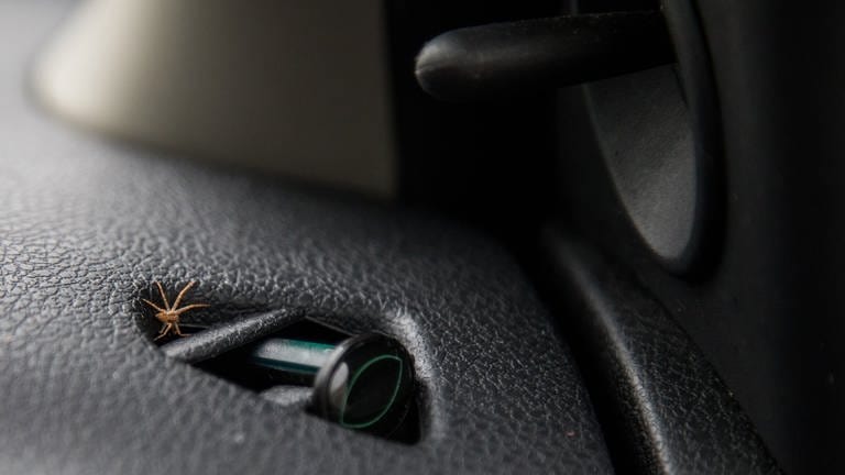 Eine Spinne sitzt auf dem Amaturenbrett eines Autos (Foto: picture-alliance / Reportdienste, picture alliance / dpa Themendienst | Christin Klose)