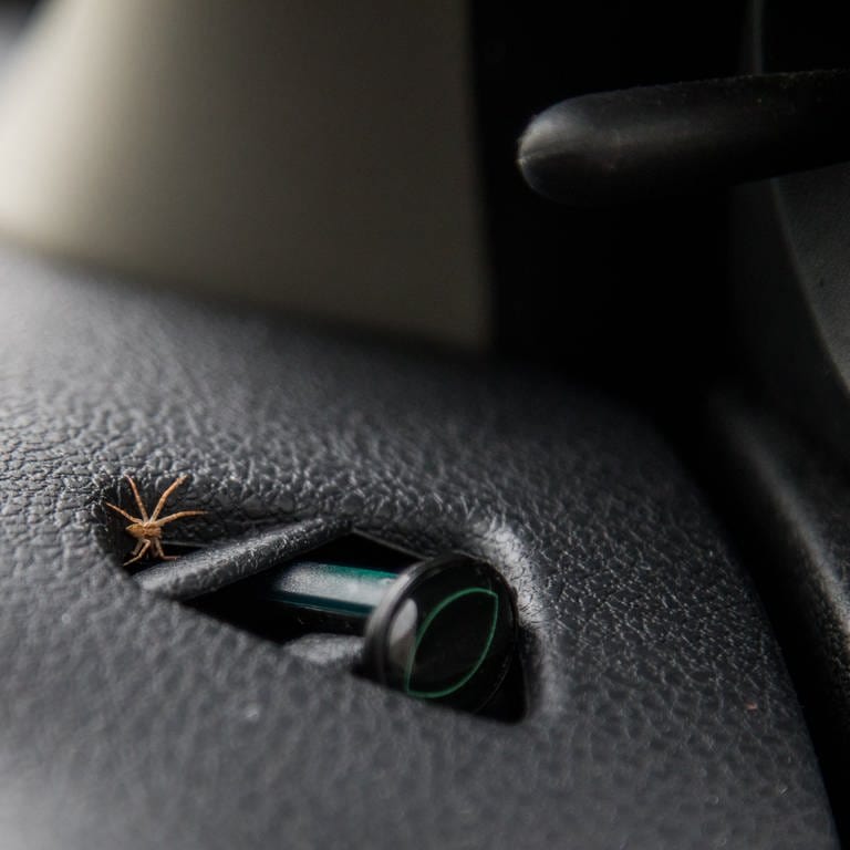 Eine Spinne sitzt auf dem Amaturenbrett eines Autos (Foto: picture-alliance / Reportdienste, picture alliance / dpa Themendienst | Christin Klose)
