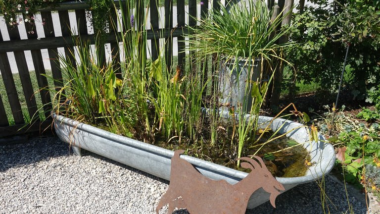 Einen kleinen Teich in einer Wanne anlegen - Tipps von SWR1 Gartenexpertin Natalie Bauer.