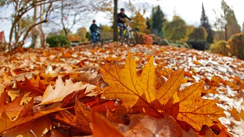Herbstlaub auf dem Weg  (Foto: dpa Bildfunk, Wohin mit dem Herbstlaub | SWR1 Gartentipp)