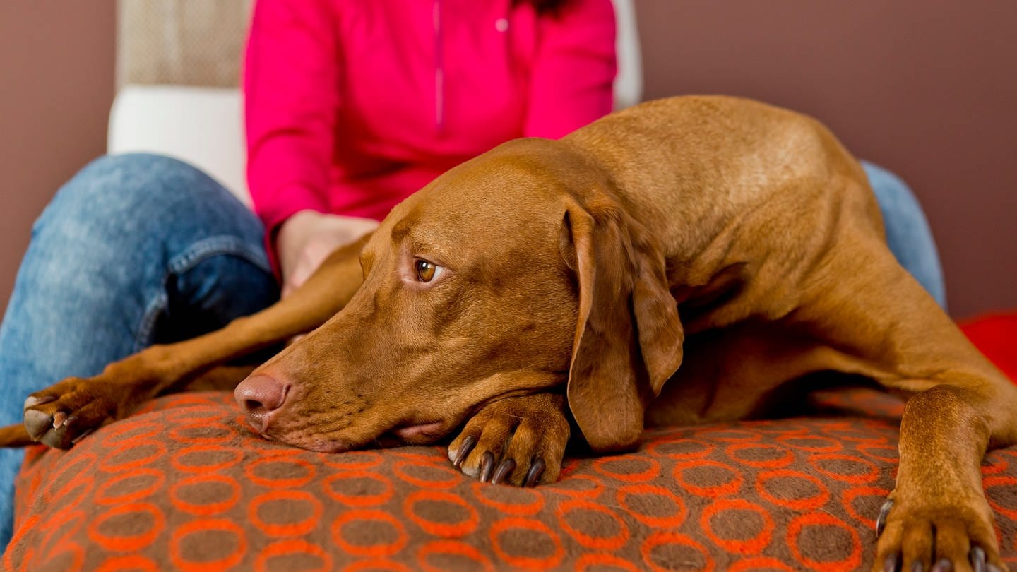 Haustiere an Silvester: Ein Hund liegt verängstigt auf dem Sofa (Foto: picture-alliance / Reportdienste, Picture Alliance)