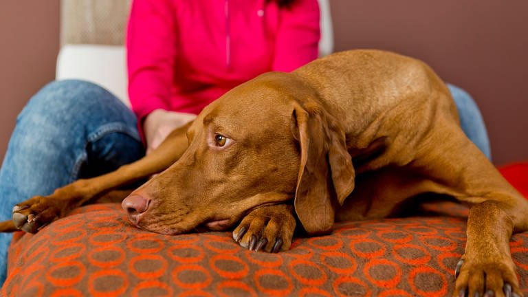 Haustiere an Silvester: Ein Hund liegt verängstigt auf dem Sofa