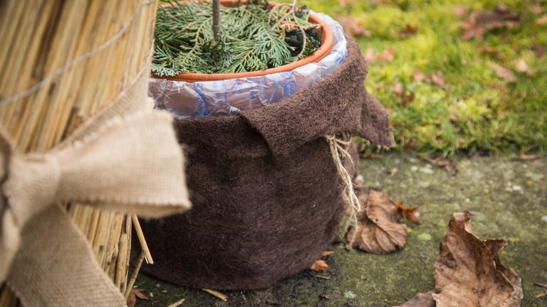 Diese Kübelpflanze wurde mit einem Fleece eingepackt, um sie vor Kälte zu schützen. (Foto: picture-alliance / Reportdienste, picture alliance / dpa-tmn | Christin Klose)