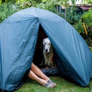Ein Hund schaut aus einem Zelt, die Beine seiner Besitzerin schauen raus