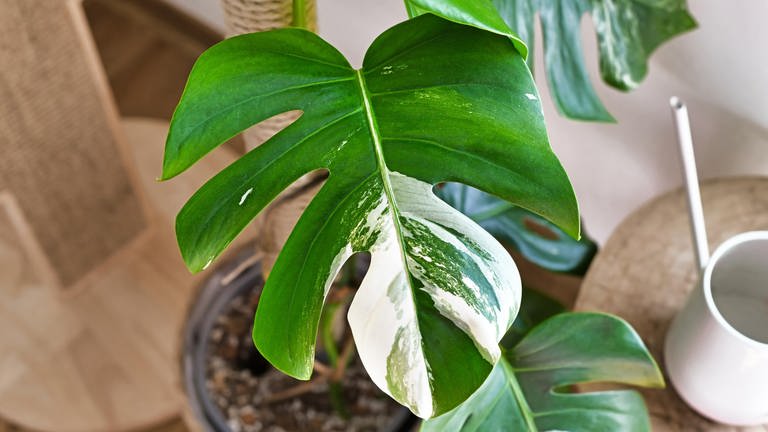 Die Monstera-Pflanze, auch bekannt als Fensterblatt.