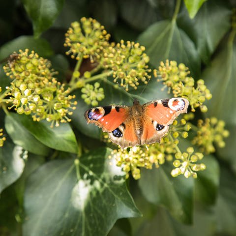 Ein Schmetterling (Tagpfauenauge) sitzt auf der Blüte einer Efeupflanze. (Foto: picture-alliance / Reportdienste, dpa Bildfunk, picture alliance / dpa-tmn | Christin Klose)