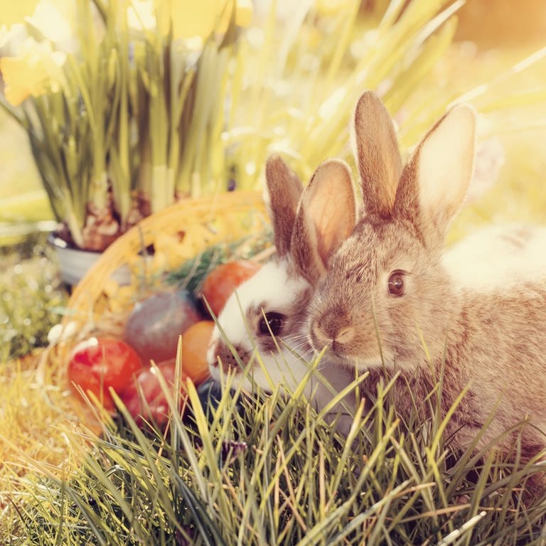 Alles rund um Ostern | Hase im Gras mit bunten Eiern