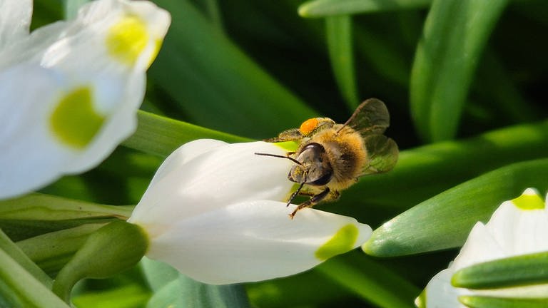 Biene am Märzbecher (Foto: Marie Heinrich)