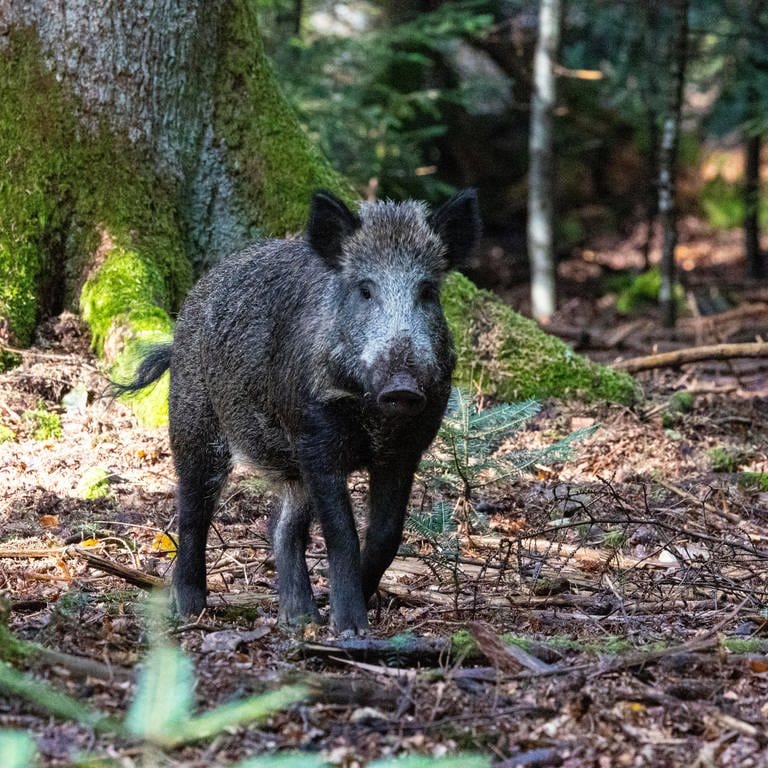 Ein Wildschwein im Wald | Richtiges Verhalten bei Begegnung mit Wildschweinen