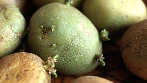 Eine grüne Kartoffel mit Trieben | Warum sekundäre Pflanzenstoffe für gesunde Ernährung wichtig sind