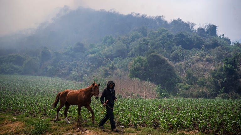 26. März: Während eines Waldbrandes im Hochgebirge des mexikanischen Bundesstaates Veracruz führt ein Bauer sein Pferd entlang des Weges – umgeben von Rauch. (Foto: picture-alliance / Reportdienste, picture alliance/dpa/Felix Marquez)